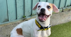 Meet the 'sweet' dog who loves a cuddle and is searching for forever home