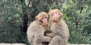 Protecting endangered species must include supporting habitats and nearby human settlements