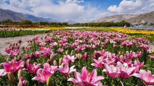 Ladakh’s twin gardens burst into colour with 25 lakh blooms, explore world’s highest-altitude flower fields