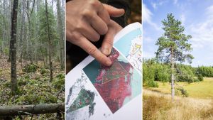Politiikka | Asiantuntijalta: Seuraavan hallituksen tärkein luontoteko on saada aikaan tuloksia