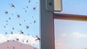 Zanzare “indebellabili”: è ottobre ma sono ancora troppe (e ovunque). E così a Milano la “bella stagione” non è più così gradevole