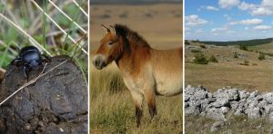 Comment des crottes de brebis ou du crottin de chevaux sauvages peuvent modifier un paysage