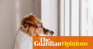 What happens to a dog when its owner can’t leave hospital?