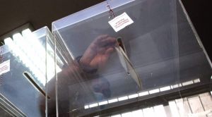 Koliki je izborni „potencijal” fantomskih birača i da li podaci o njima mogu odvratiti neodlučne glasače od izlaska na izbore?