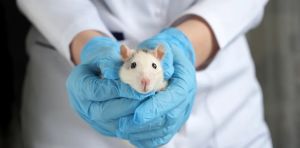 Un ratón con un cerebro parcialmente humano