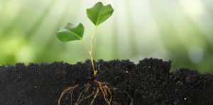 Micorrizas: los hongos aliados de las plantas que combaten plagas y captan agua y nutrientes