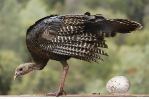 Why do we eat chicken eggs, duck eggs, and quail eggs, but not turkey eggs?