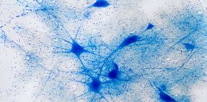 El Nobel que ilumina el cerebro: por qué la optogenética ha cambiado por completo la neurociencia