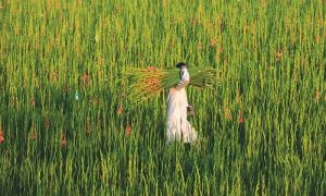 Farming reform