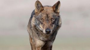 Que viene el lobo…