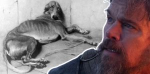 L’histoire d’Argos, le fidèle chien d’Ulysse, éclaire la place des animaux dans la Grèce antique