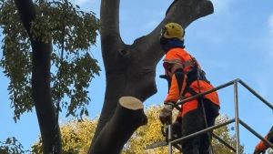 Abbattuto l’albero di Santa Marta, oltre 14 mila firme chiedevano di salvarlo