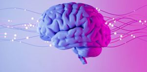 L’optogénétique récompensée par le Nobel : un siècle d’innovations pour cartographier et contrôler le cerveau