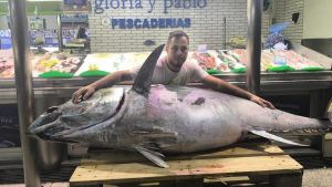 Un atún rojo capturado en el cabo Peñas de 193 kilos acaba en una pescadería de La Felguera: 