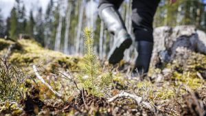 Talous | Lukijalta: Metsänomistaja pärjää ilman neuvontaorganisaatioita