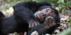 Surveiller, se reproduire, récupérer : comment les chimpanzés organisent leurs nuits