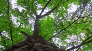 Da Comune Firenze 768.000 euro per forestazione urbana