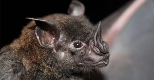 The Peril of Diseases Shared Between Animals and Humans