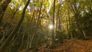 Cartas al director de HERALDO: Las hojas y D. Otoño