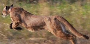 3 Iconic Animals Show the Value of the US Endangered Species Act and the Harm in Stripping it Away
