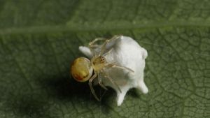 Nel Milanese c’è un ragno minuscolo (2 mm): la scoperta al Parco Nord