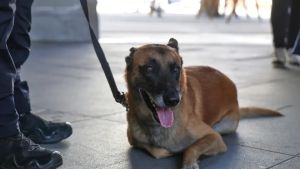 A Trieste il caso del pusher di cocaina e hashish con la protezione sussidiaria
