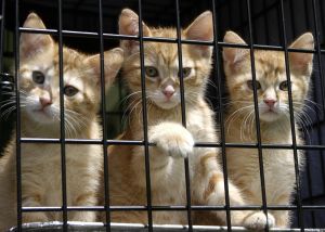 Readers sound off on ASPCA partnerships, public housing and Pope Leo on AI