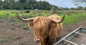 Highland cows that found fame on TikTok are staying put in Norfolk for longer