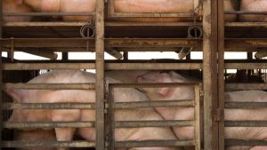 Il benessere animale non può attendere: l’Europa presenti una riforma ambiziosa nel 2026