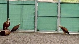 El “hospital” de animales del parque de Redes crece: estrena voladero y “túnel de lavado” para aves