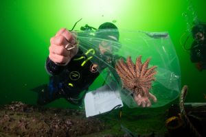 These predators may soon restore California's battered kelp forests