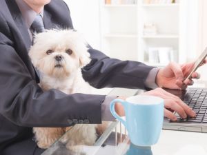 A third of Canadian plan members interested in pet insurance through workplace: BCHS