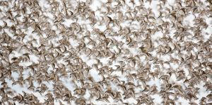 Rising seas threaten the world’s migratory shorebirds