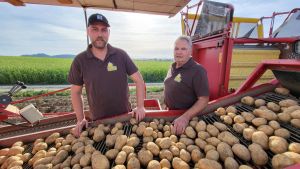 Gute Qualität aber nur bescheidener Ertrag: Kartoffelernte im Hegau leidet unter Hitzesommer