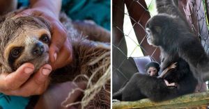 Wildlife Trafficking May Start With a Cute Post Online: Here is How You Can Help Stop Illegal Trade
