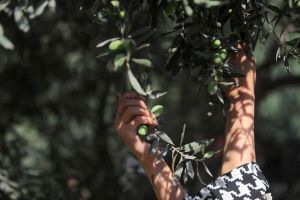 3 Years Ago My Family Harvested Olives, Not Knowing It Would Be the Last Time