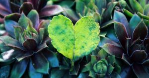 Connection Is the Heart of Thriving Teams and Culture