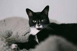 11 ‘unspoken rules’ cats expect their humans to know and follow