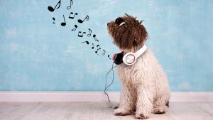 Entspannungsmusik für Hunde: Welches Genre wirkt beruhigend auf die Vierbeiner?