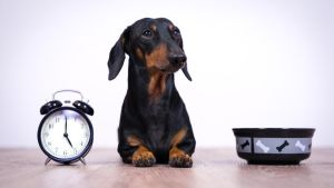 Sollte man Hunde nach 17 Uhr nicht mehr füttern? Das sagt eine Expertin