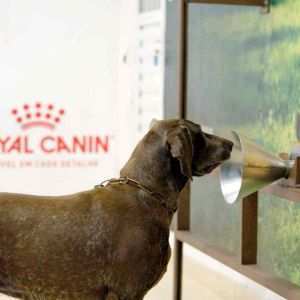 Cães ajudam a detectar e prevenir o câncer de mama