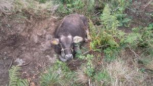 Mucca gravida salvata a Moggio dai vigili del fuoco in elicottero: era rimasta intrappolata in una voragine