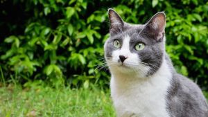 Il ratto del gatto. Blitz dell’Arma per liberarlo. E un processo lungo 5 anni