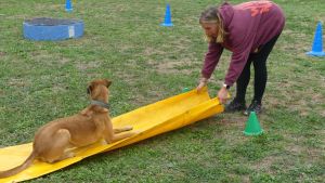 Ungewöhnliche Aufgaben für Hund und Halter: Der erste Top Dog-Tag am Hochrhein