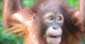 Humans and apes locked in the laughter race