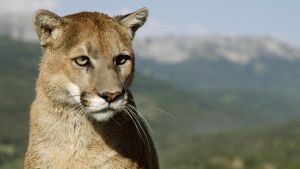 Streift ein Puma durch Oberbayern? Was bisher bekannt ist