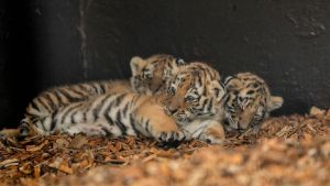 Schaut auf die Tiger: Artenschutz funktioniert