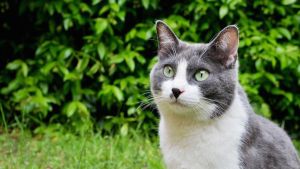 Il ratto del gatto Koby, blitz dell’Arma per liberarlo. E un processo lungo 5 anni