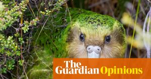 Can hope save the planet? An endangered parrot that is beating the odds can help us find out