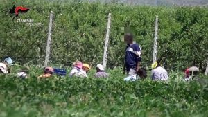 Come schiavi nei campi: 1 euro a cassetta per 14 ore di lavoro. L’inchiesta sul caporalato